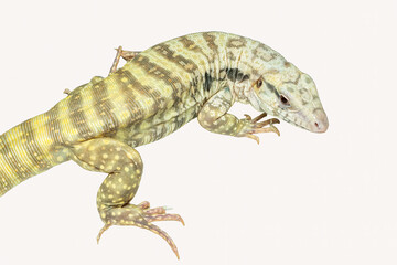 Albino blue tegu (Salvator merianae) isolated on white background.