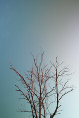view of dry tree branches against a clear sky