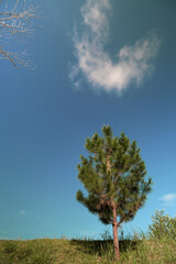 view of pine trees on a bright morning