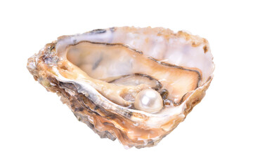  Pearl in a shell on a white background isolated