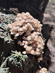 Close-up of mushrooms on branch