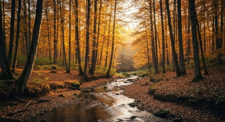 Fototapeta premium A golden autumn forest scene with sunlight streaming through trees and a small stream