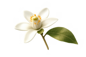 Orange blossom with white petals and yellow stamens, featuring a fresh green leaf. Transparent background