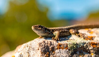 A close-up captures a small lizard perched atop a weathered, textured rock, basking in the natural sunlight with a blurred background