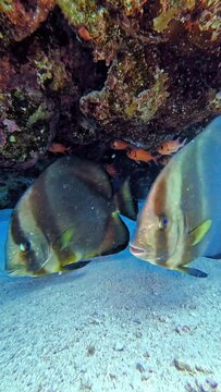 Orbicular spadefish (platax orbicularis). Taken in Red Sea, Egypt.