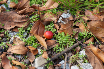 Close-up photo of red rose hips fallen among autumn leaves