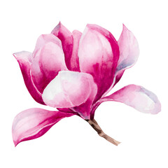 Purple magnolia flower, hand-drawn watercolor illustration, isolated on white. Vibrant floral clip art for spring, holiday, beauty, and spa designs, card decoration, wedding invitations, women's day © Eva Kleinman