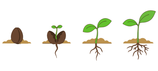 Life Cycle of a Plant: Seed Germination to Sprout Growth Stages Illustration