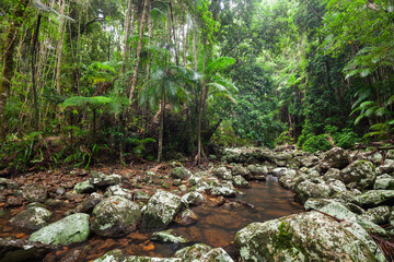 creek flows through ancient subtropical Gondwana forest at Repentance Creek on Minyon Falls track, New South Wales, Australia. © jiriviehmann