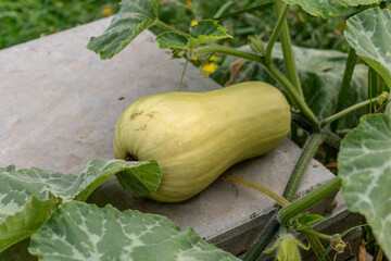 Abundant harvest of squash, pumpkin and butternut in a permaculture garden without treatment