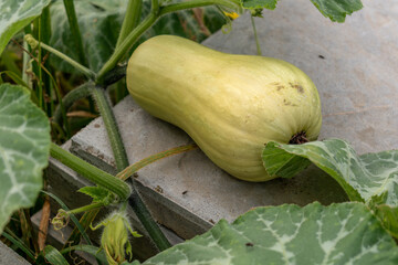 Abundant harvest of squash, pumpkin and butternut in a permaculture garden without treatment