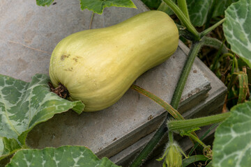 Abundant harvest of squash, pumpkin and butternut in a permaculture garden without treatment