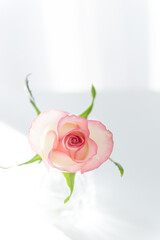 Pink Rose in Glass Vase on White Table with Sunlight, Minimalist Copy Space Background
