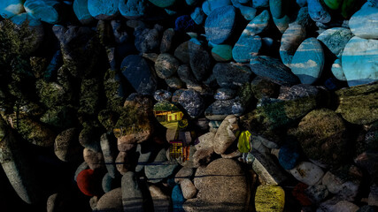 tropical fish in aquarium