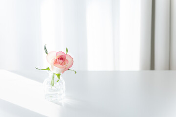 Pink Rose in Glass Vase on White Table with Sunlight, Minimalist Copy Space Background