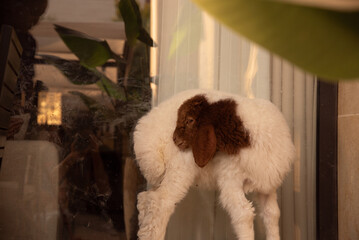 Young lamb standing on residential patio like a domestic pet