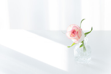 Pink Rose in Glass Vase on White Table with Sunlight, Minimalist Copy Space Background