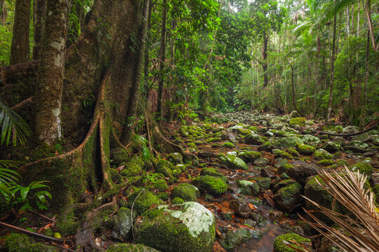 ancient subtropical Gondwana rainforest with strangler fig at Repentance Creek, Minyon Falls track, New South Wales, Australia.