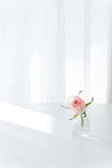 Pink Rose in Glass Vase on White Table with Sunlight, Minimalist Copy Space Background