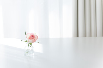 Pink Rose in Glass Vase on White Table with Sunlight, Minimalist Copy Space Background