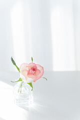 Pink Rose in Glass Vase on White Table with Sunlight, Minimalist Copy Space Background