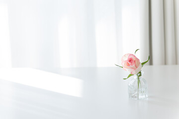 Pink Rose in Glass Vase on White Table with Sunlight, Minimalist Copy Space Background