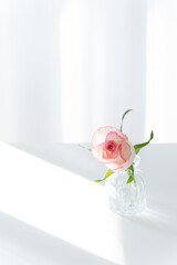 Pink Rose in Glass Vase on White Table with Sunlight, Minimalist Copy Space Background