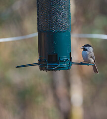 A Carolina chickadee at a bird feeder with a sunflower seed in its beak