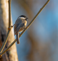 Carolina chickadee perched in a crate myrtle tree on a sunny January day