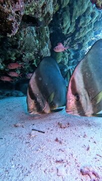 Orbicular spadefish (platax orbicularis). Taken in Red Sea, Egypt.