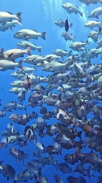 Twinspot snapper (Lutjanus bohar). Taken in Shark&Yolanda Reef, Egypt.