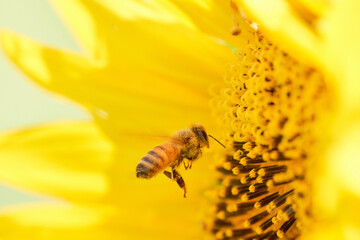 ヒマワリの花に飛んできた一匹のミツバチ