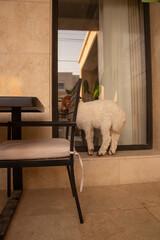 Young lamb exploring residential patio beside glass window