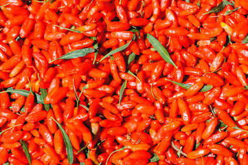 Fresh red goji berry fruits