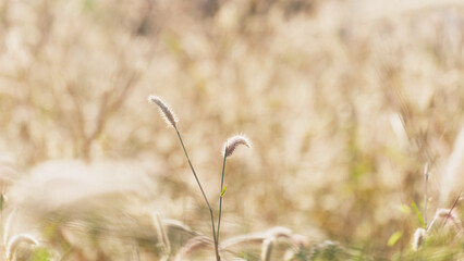 Soft focus wild grass seed heads with delicate fuzzy plumes in golden sunlight