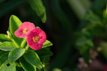 Obraz premium Pink crown of thorns flowers with water droplets and green leaves macro shot
