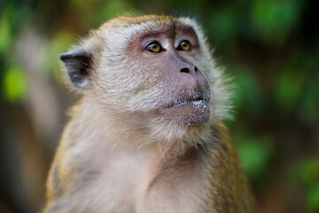 Obraz premium Detailed close-up portrait of a monkey with expressive eyes in a natural forest background. Wildlife photography showing emotion, intelligence, and animal character.