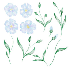 Fototapeta premium Set of flax flowers and leaves, isolated, hand painted watercolor clipart. Ideal for patterns, botanical compositions, scrapbook projects, and floral design resource