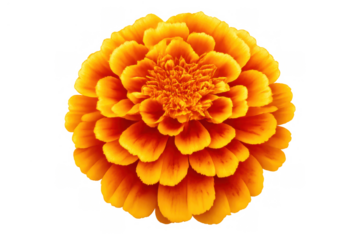 Vibrant orange marigold flower blooming, offering beauty and freshness, isolated with transparent background