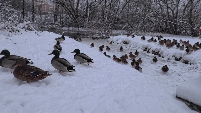 Winter Wonderland in Sweden. The mallards in the park Kyrkdammen in Huddinge are looking fore food