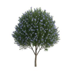 Lush blue flowering tree