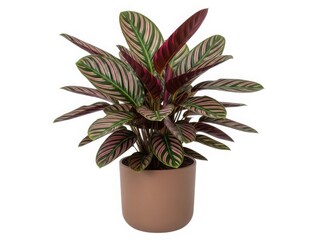 Vibrant calathea plant in brown pot