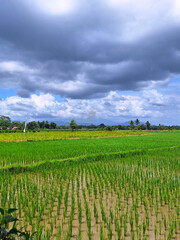 Obraz premium Rice paddies stretching across the land under moody storm clouds