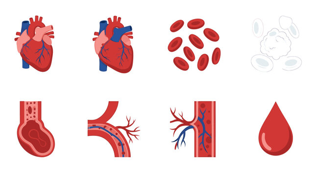 Comprehensive Medical Vector Set Exploring Human Circulatory System Anatomy and Blood Components Health