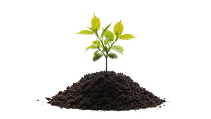 Young plant growing from a mound of soil, symbolizing growth and renewal, nature concept, copy space