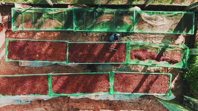 Aerial Drone View Traditional Sun-Drying of Coffee Cherries on Raised Beds.
traditional sun-drying process where workers rake fresh coffee cherries on raised green mesh beds