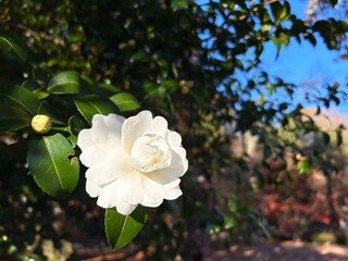 日を浴びる白色のツバキ