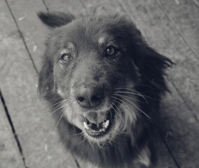 Dog Portrait Closeup Eyelevel Monochrome. Friendly Pet Expression Soft Gray