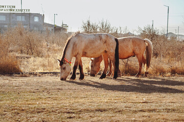 Mongolian horses grazing in the field