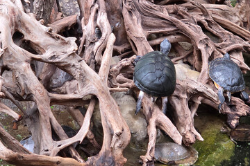 Turtles Resting on Weathered Driftwood in Natural Habitat